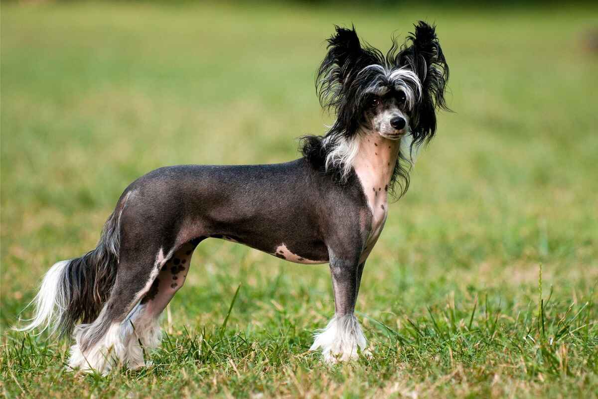 Chinese Crested