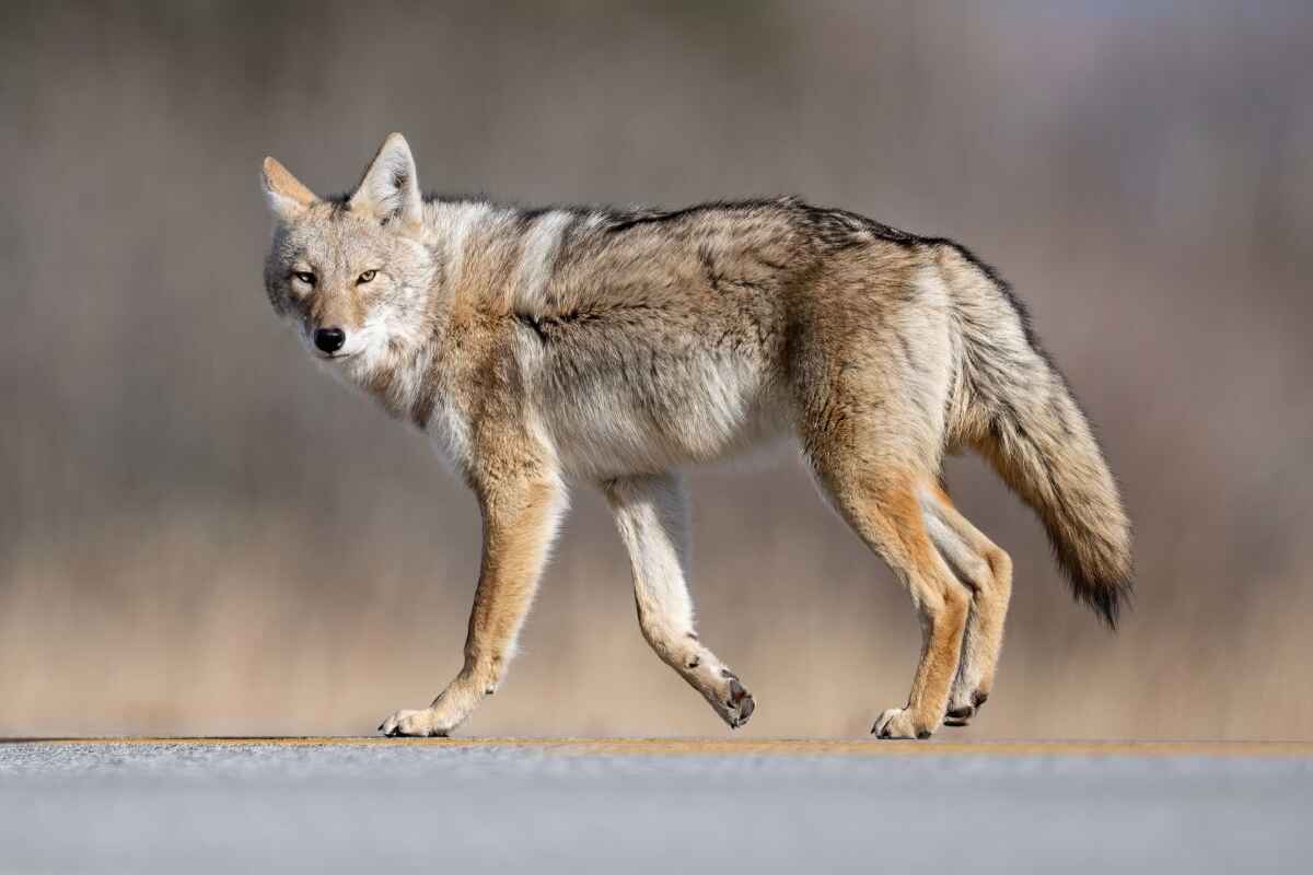 Tsjekkoslovakisk ulvehund