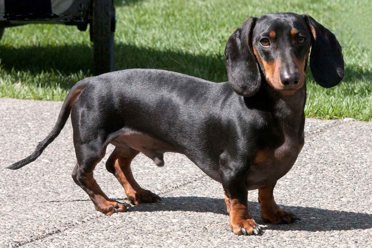 Dachshund