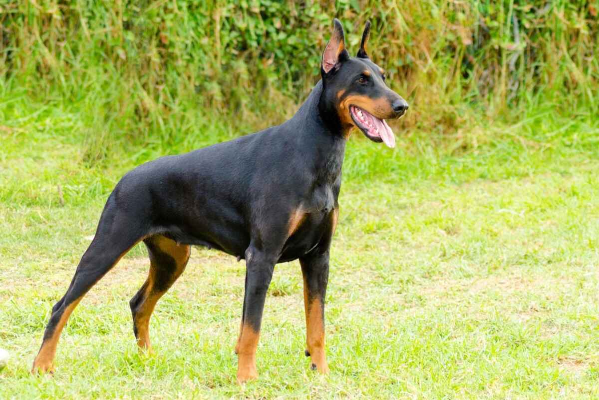 Doberman