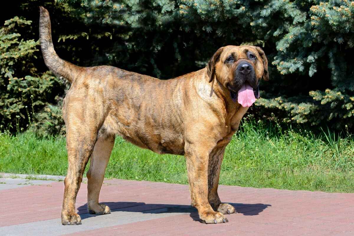 Presa Canario (Dogo Canario)