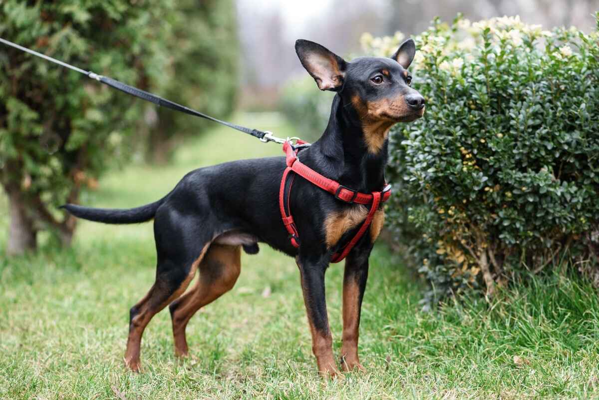 Dvergpinscher