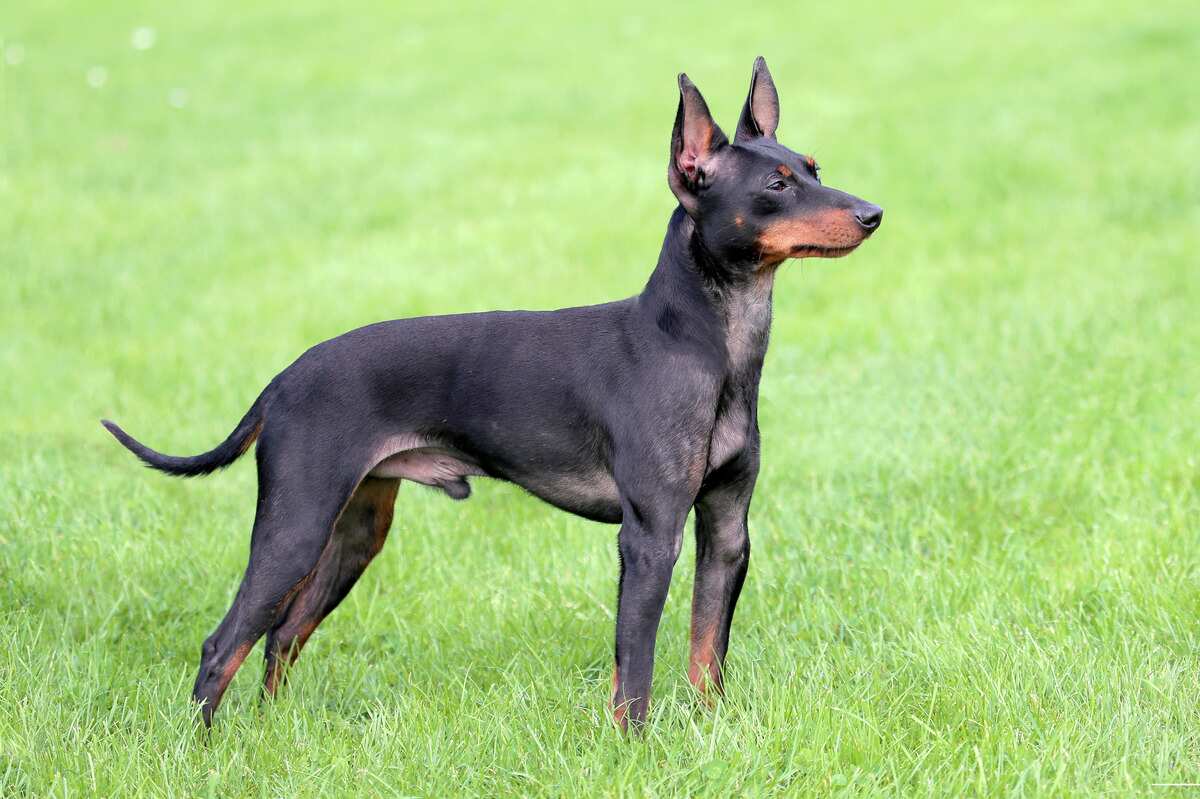 Engelsk Toy Terrier 