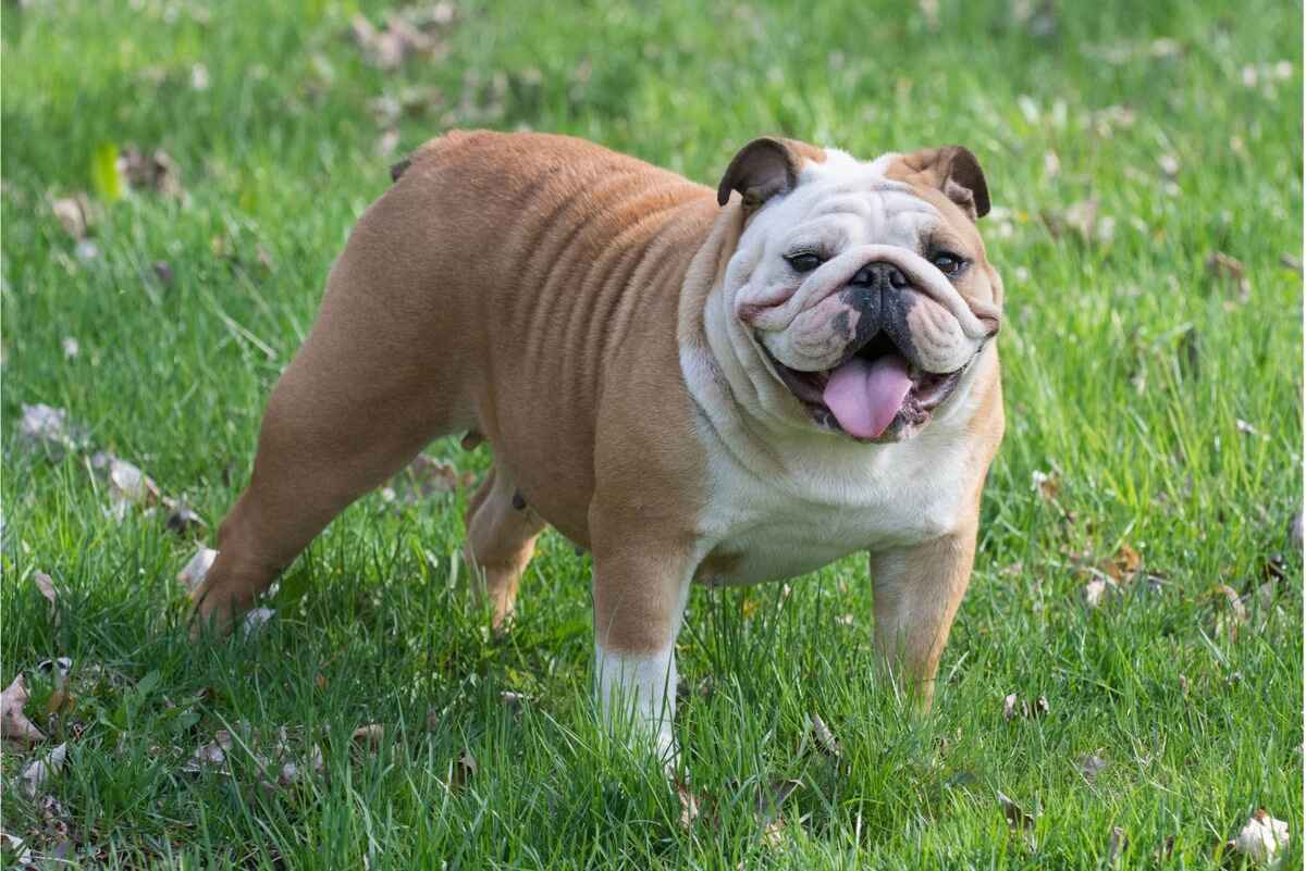 Engelsk Bulldog