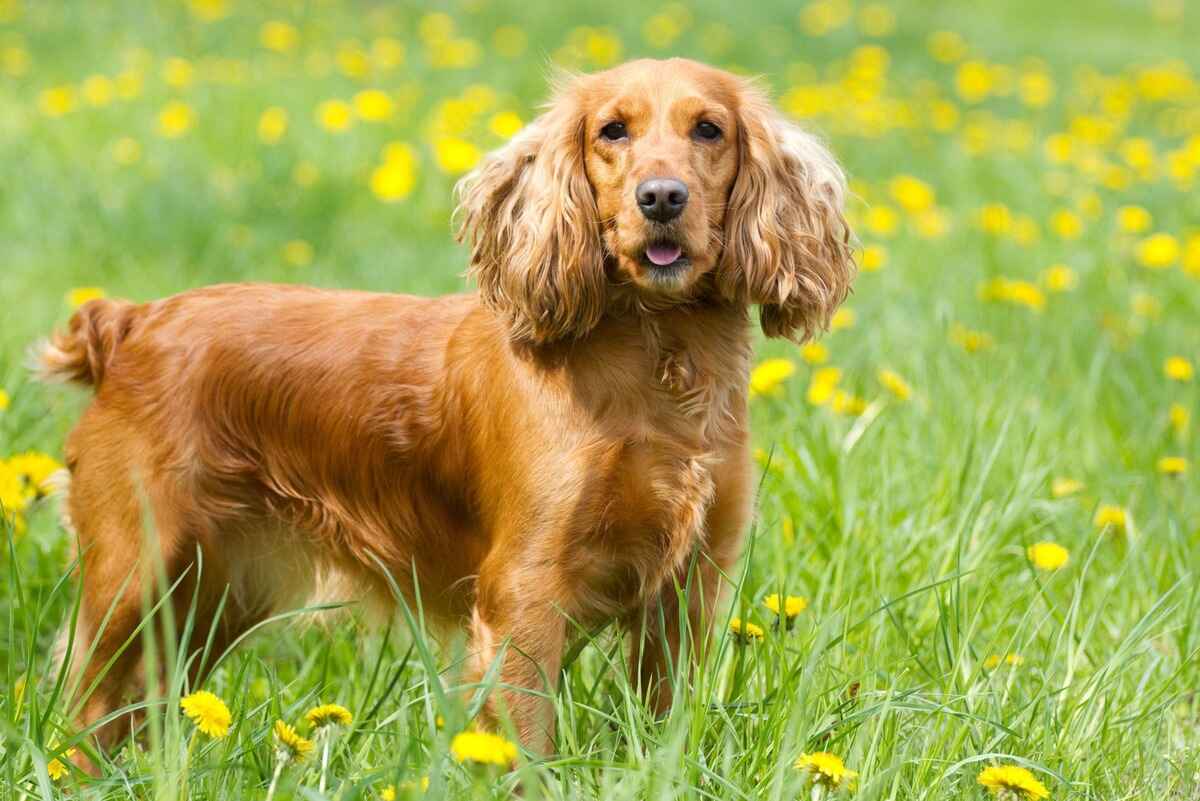 Engelsk cocker spaniel