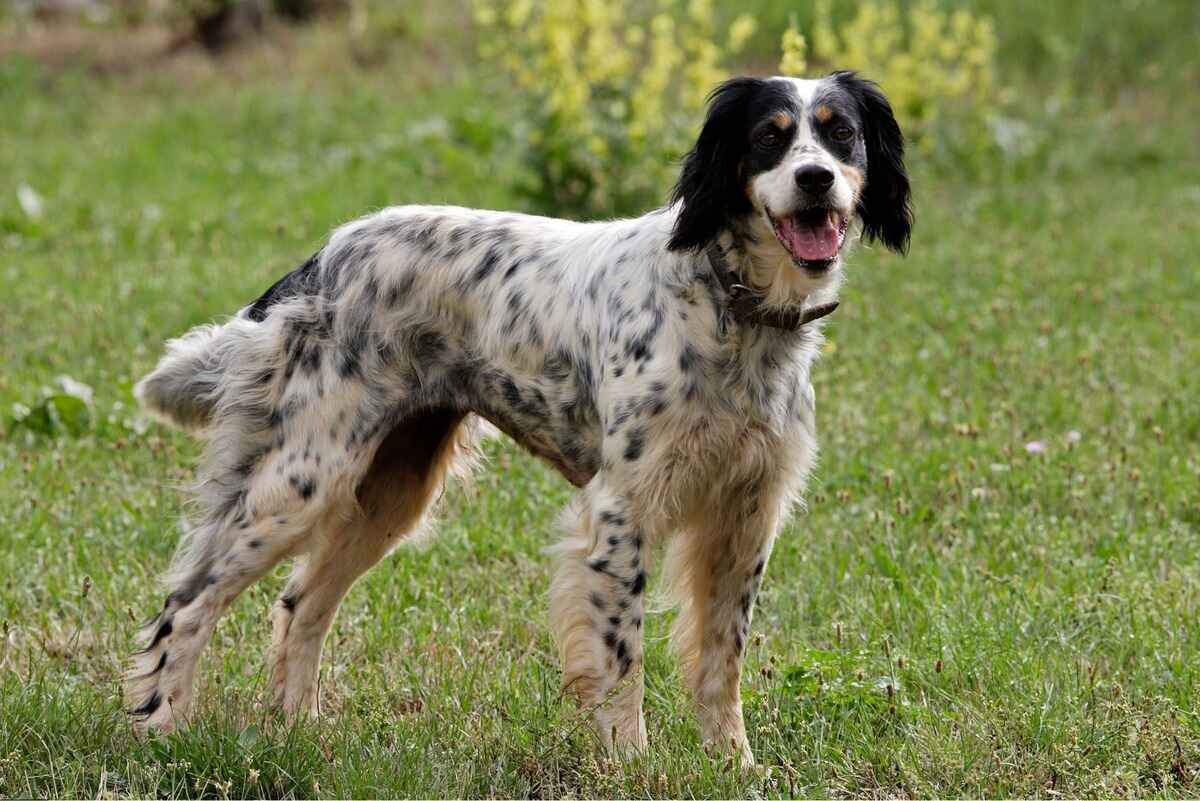 Engelsk Setter