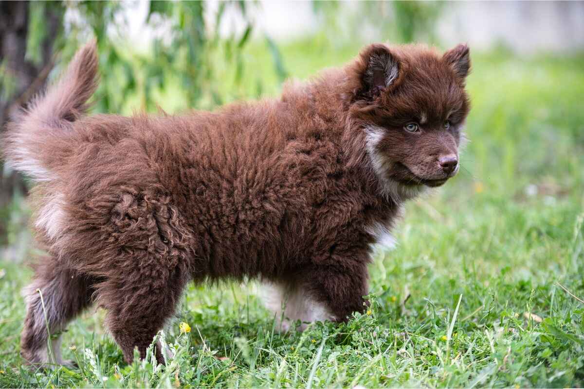 Finsk lapphund