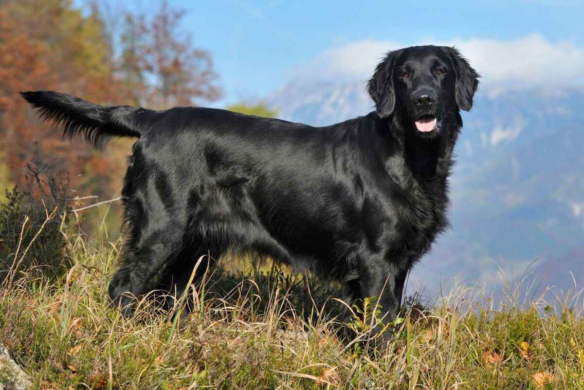 Flat Coated Retriever