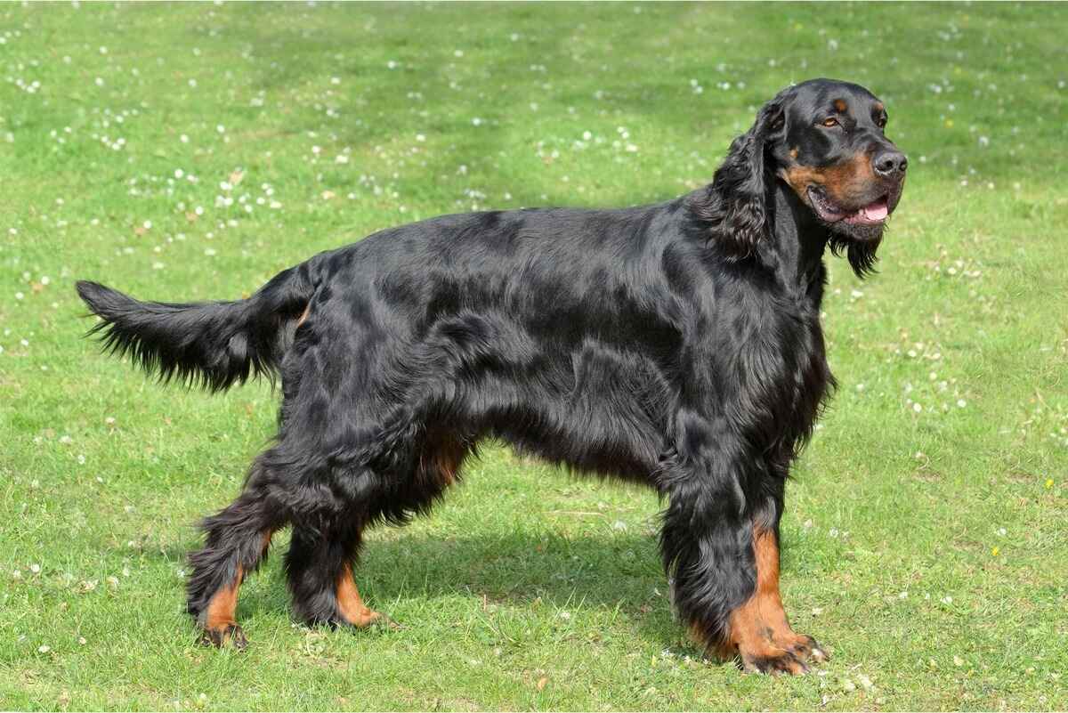 Gordon Setter