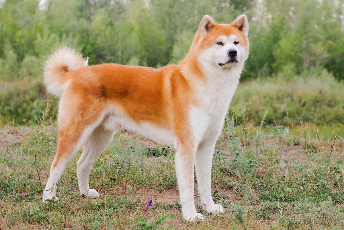 Japansk Akita (Akita Inu)