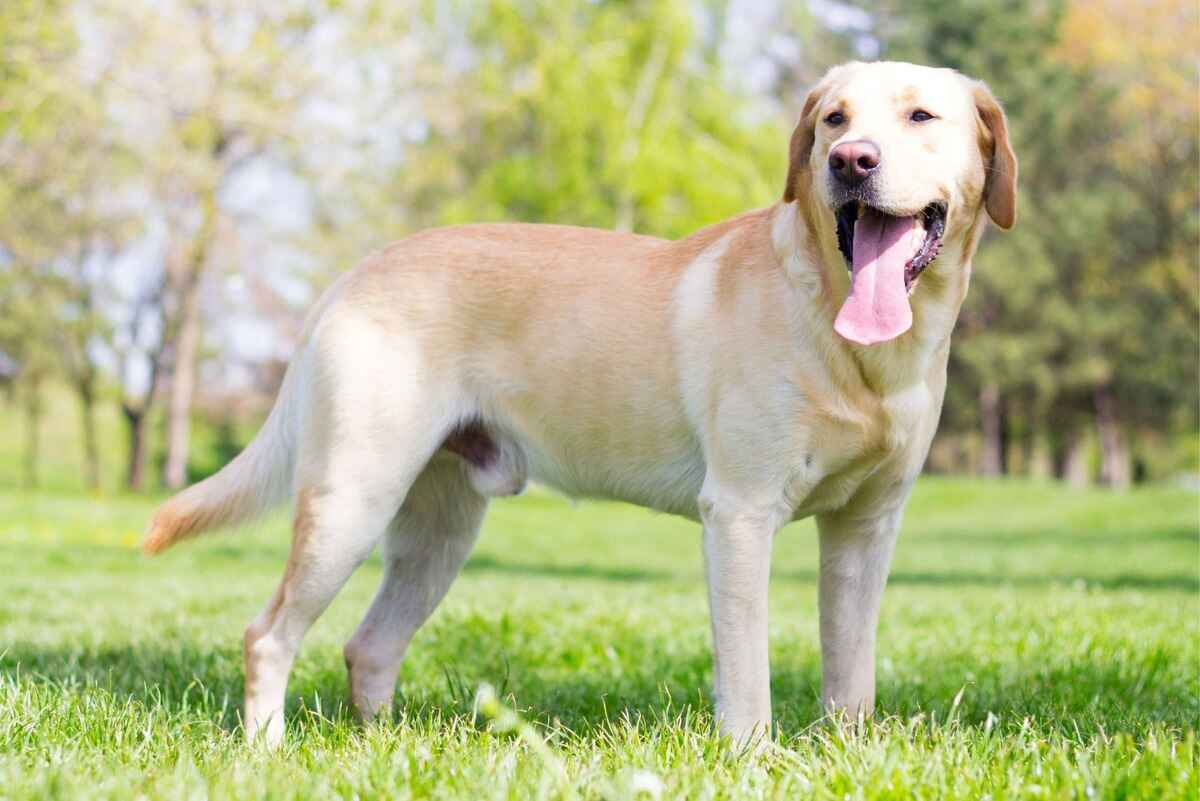 Labrador