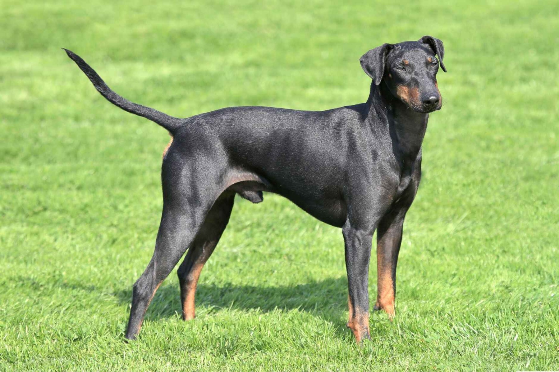 Manchester Terrier 