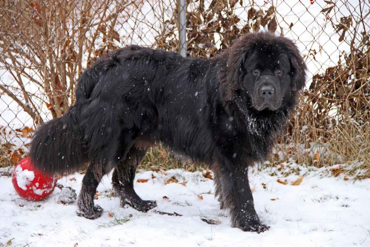 Newfoundlandshund