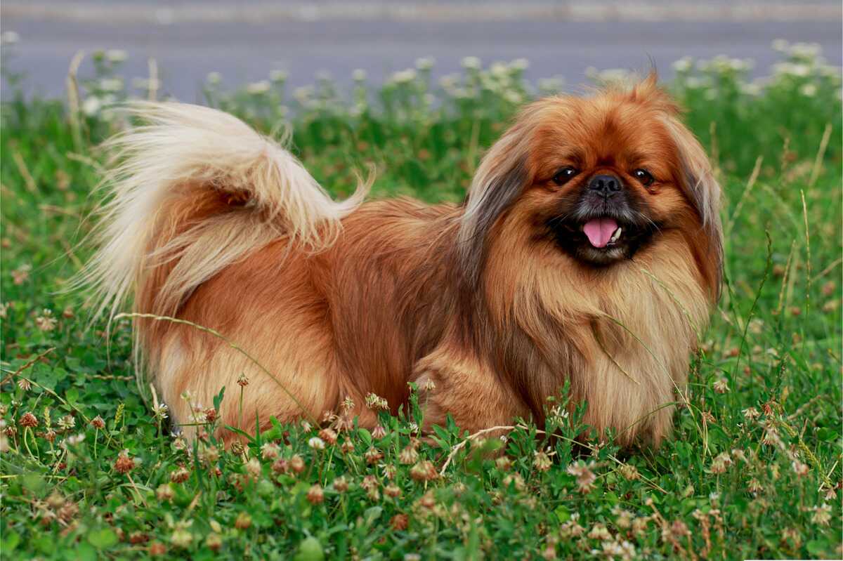 Pekingeser