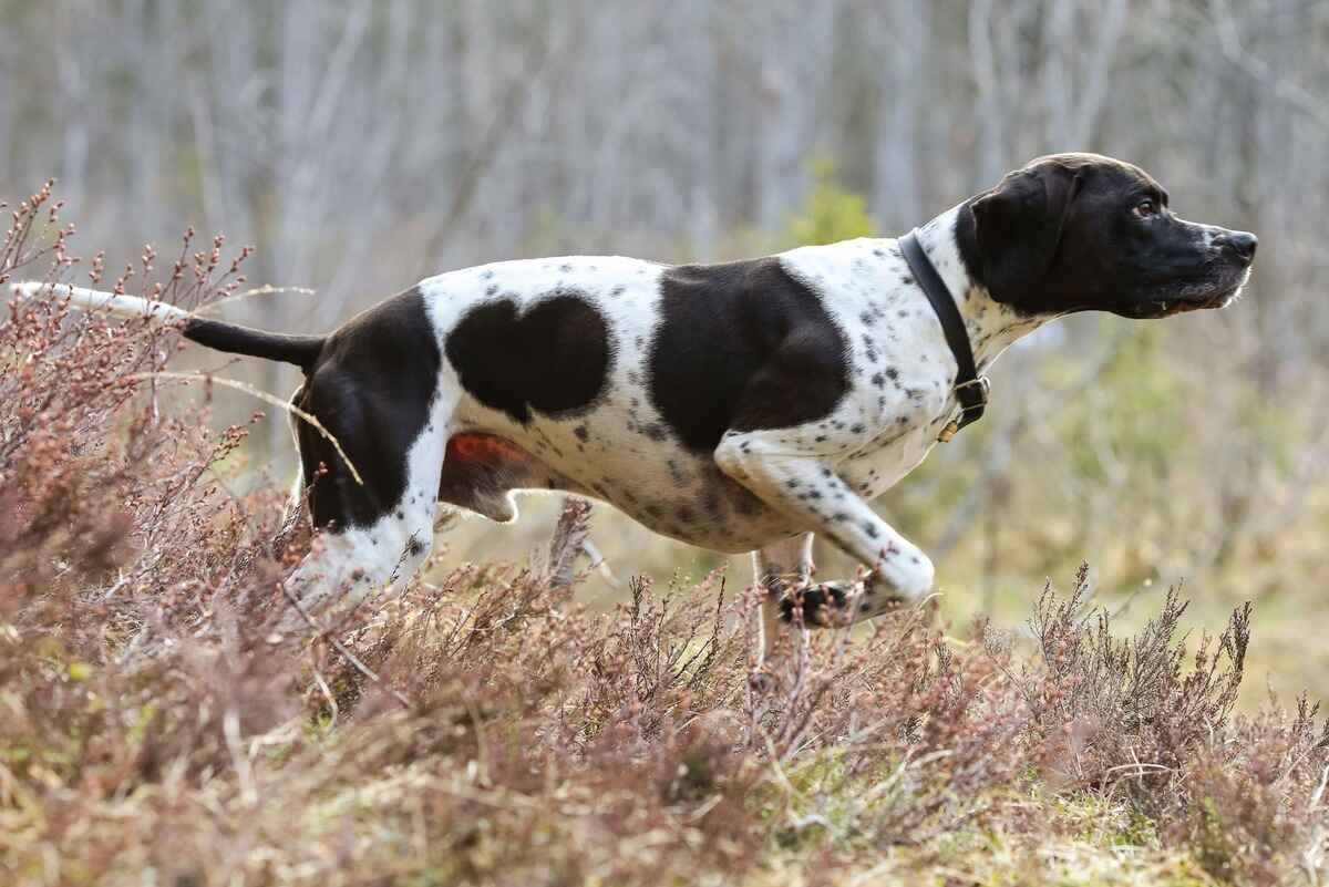 Pointer