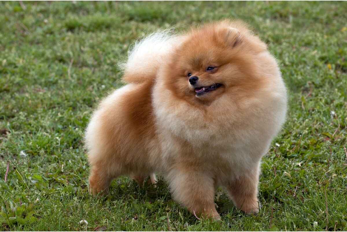 Pomeranien