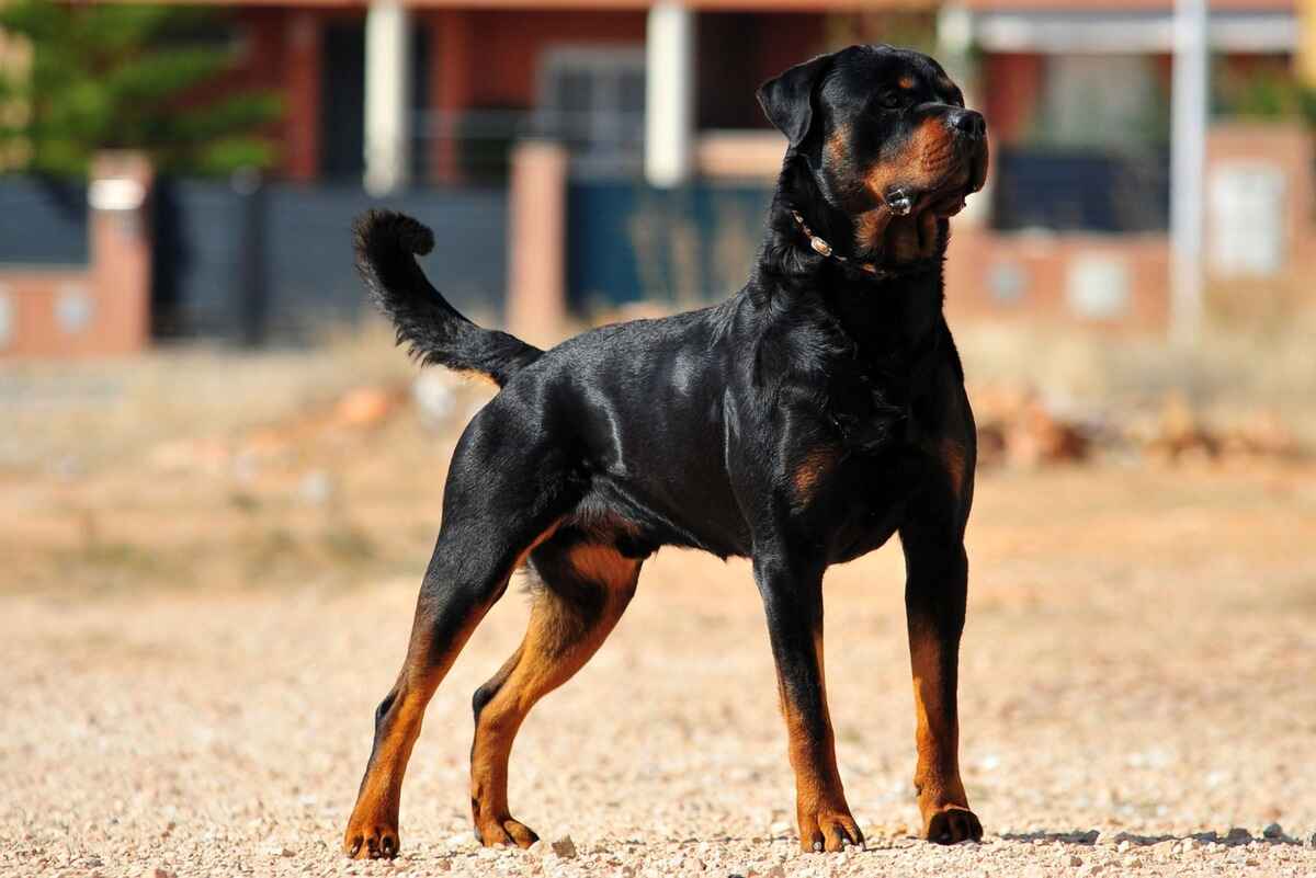 Rottweiler