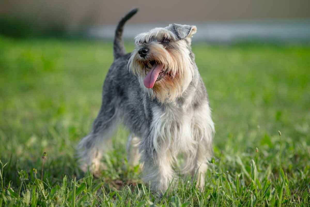 Schnauzer