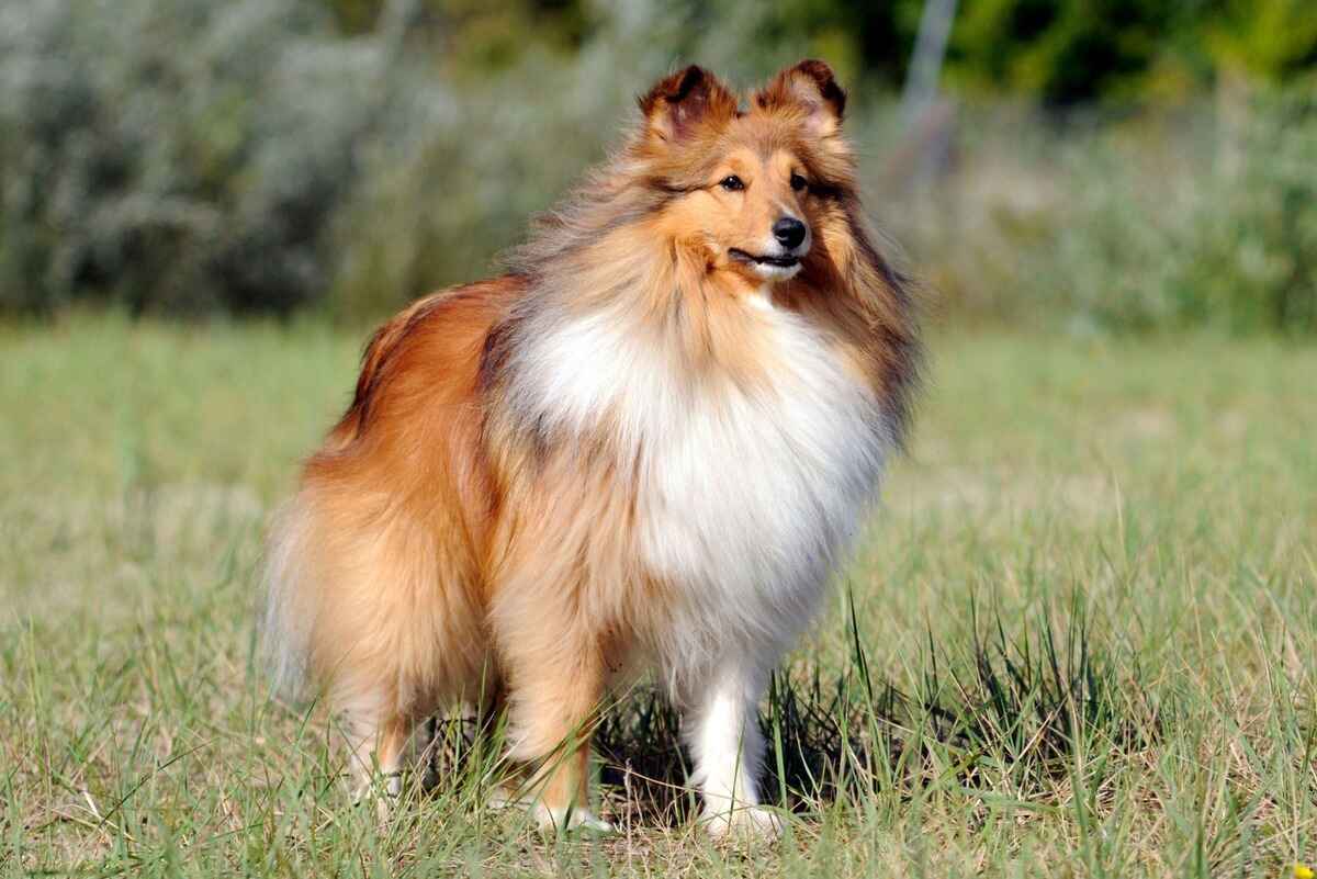 Shetland Sheepdog