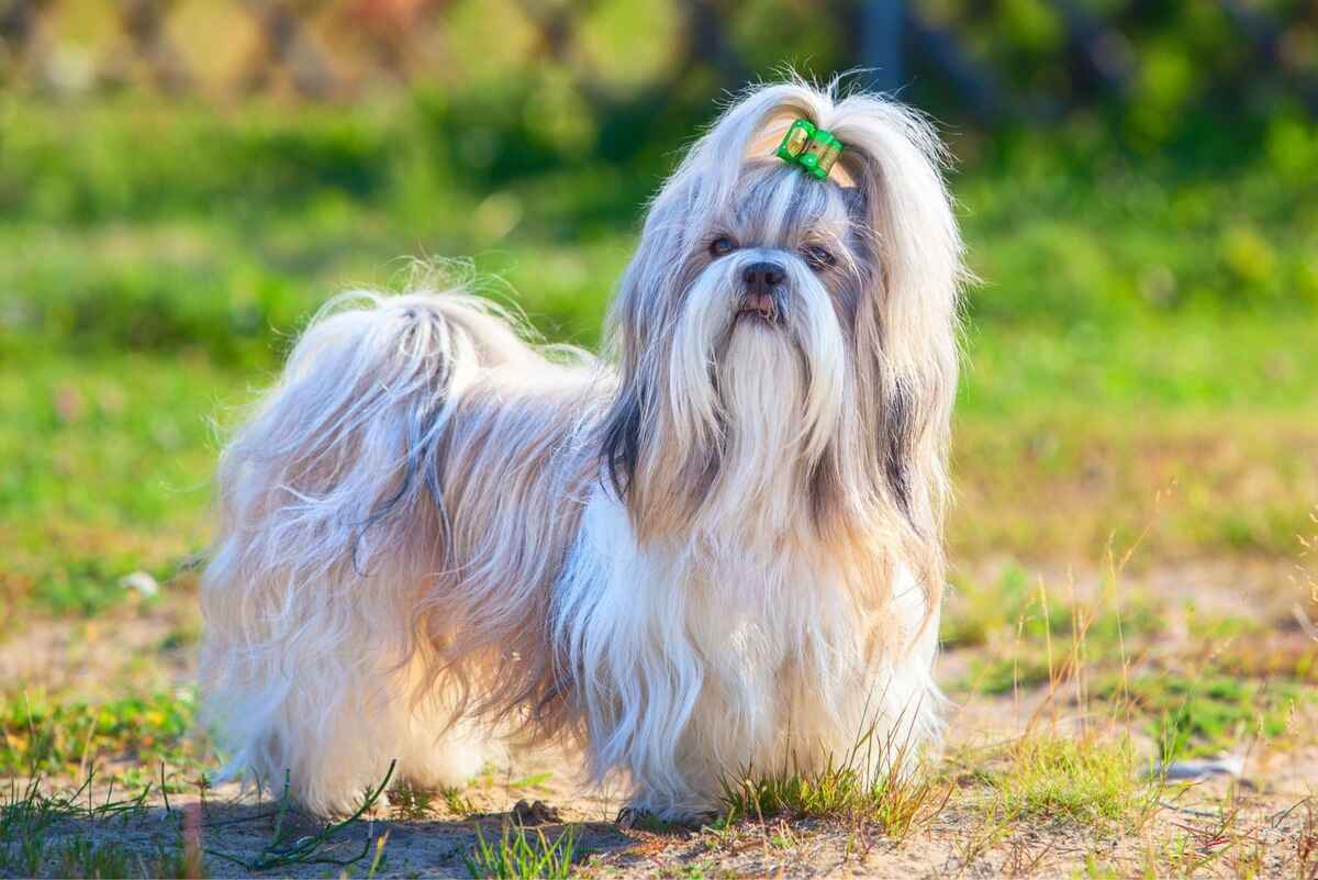 Shih Tzu