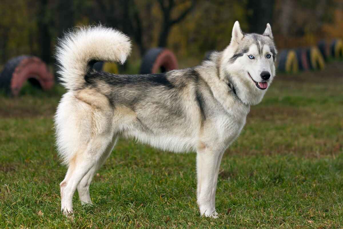 Siberian husky