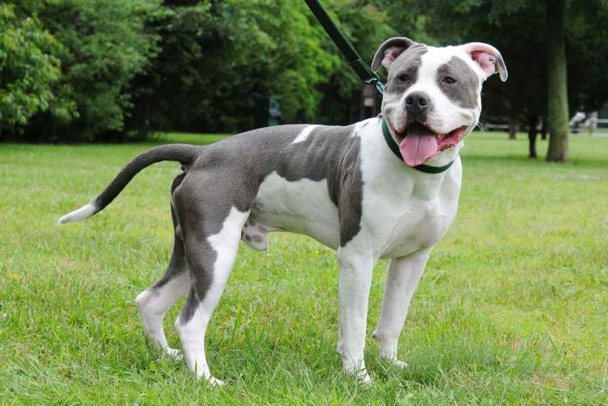 Staffordshire Bull terrier