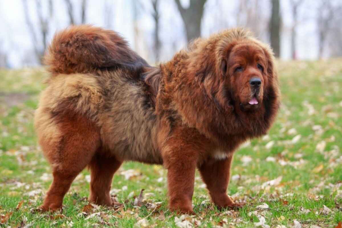 Tibetansk Mastiff