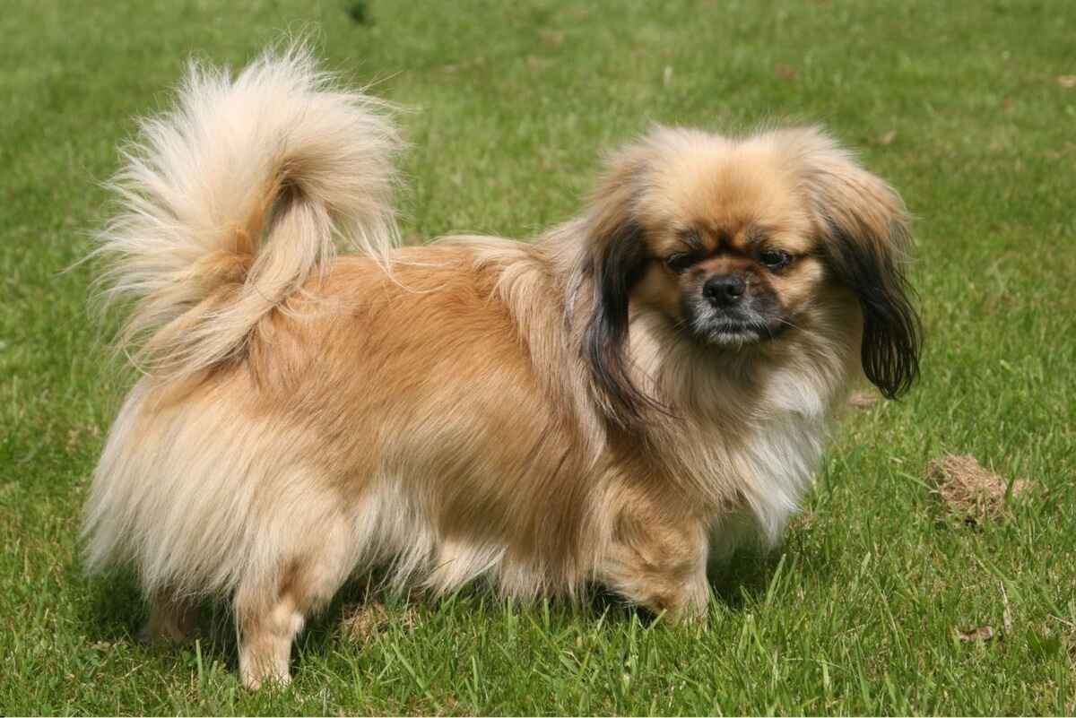 Tibetansk Spaniel