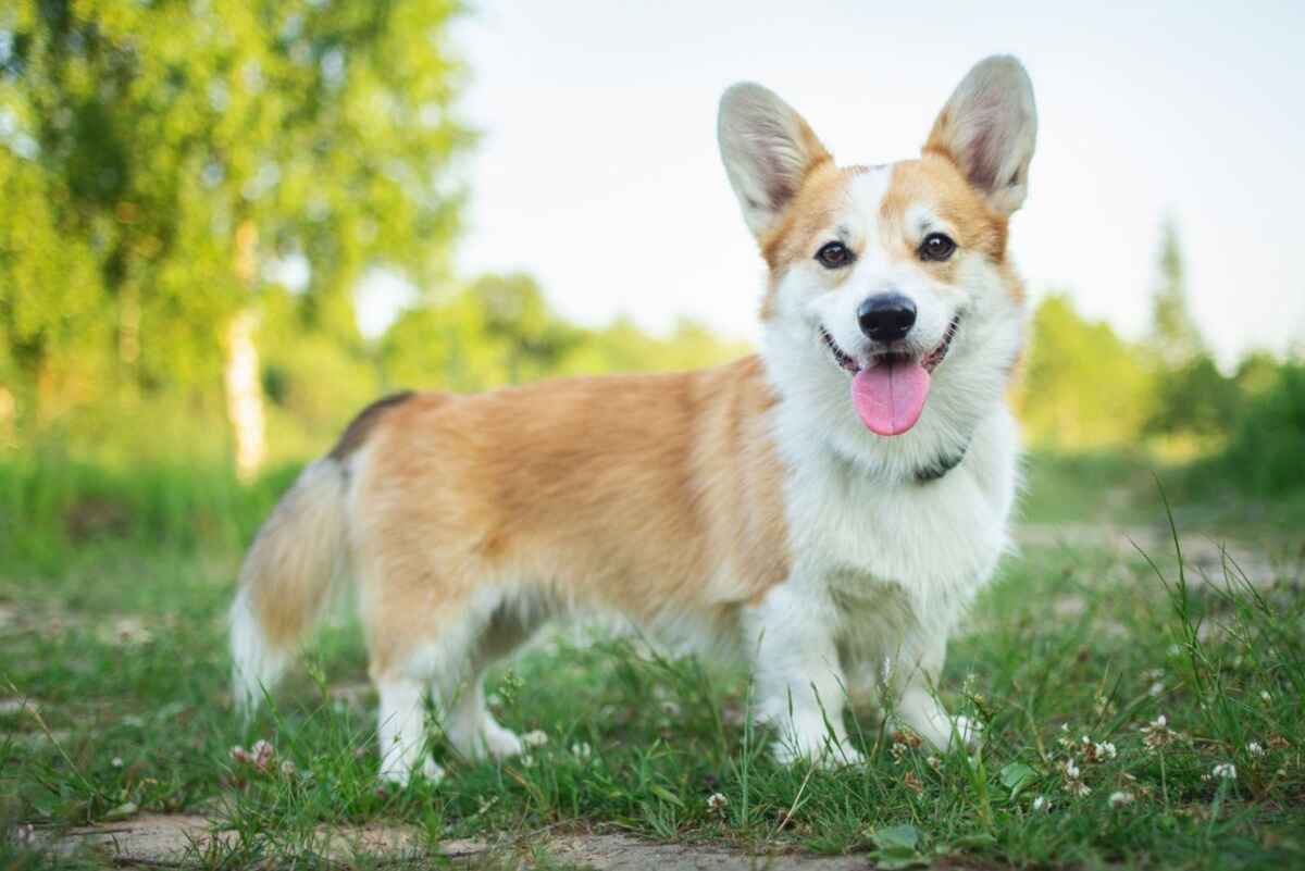 Welsh Corgi