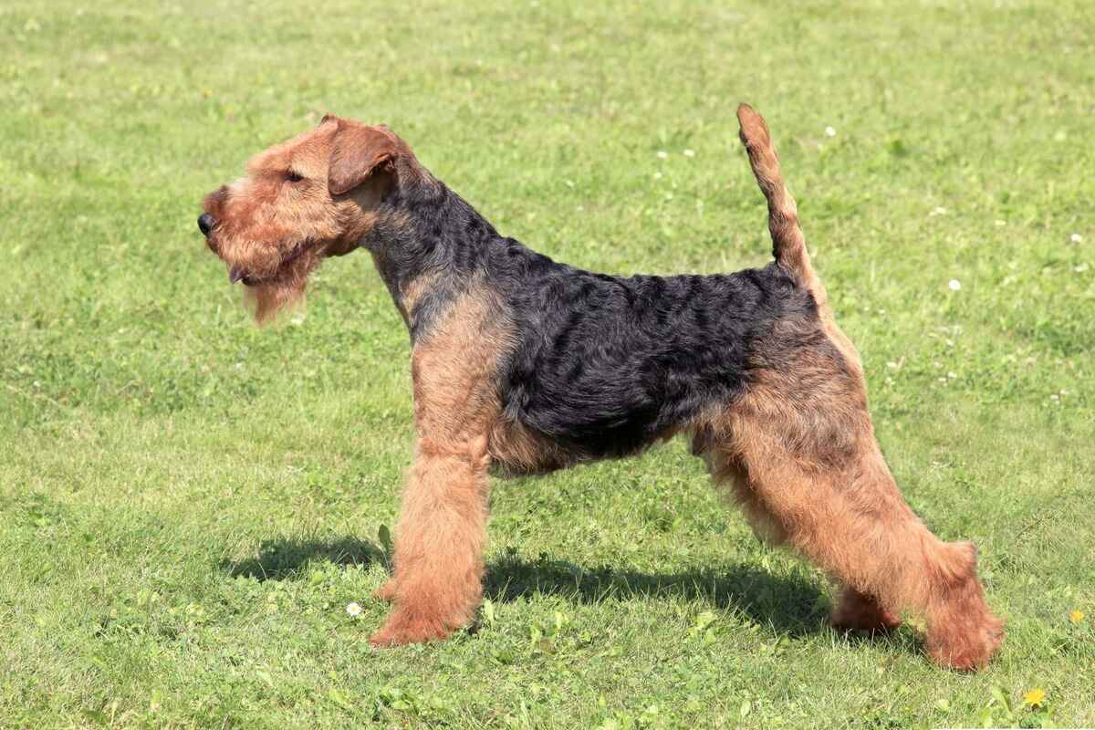 Welsh Terrier 