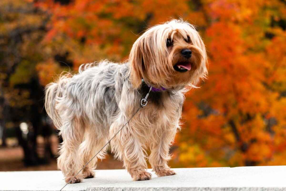 Yorkshire Terrier