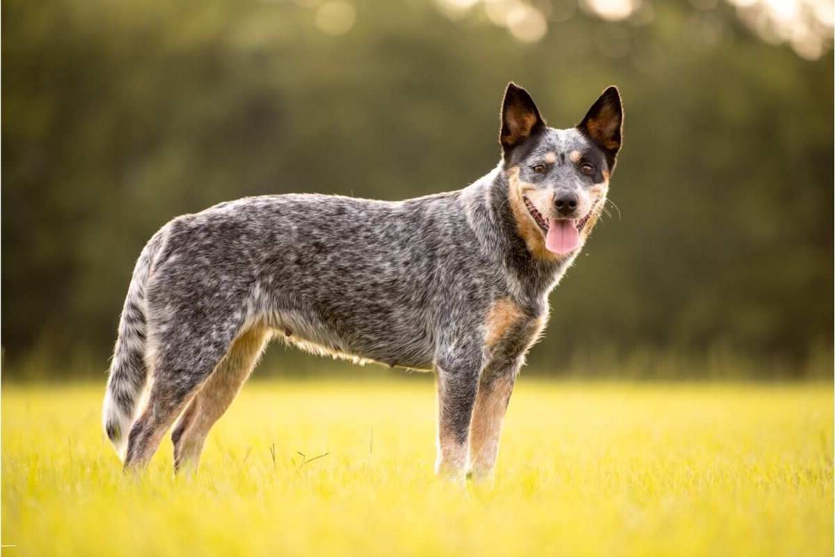 Australian cattle dog