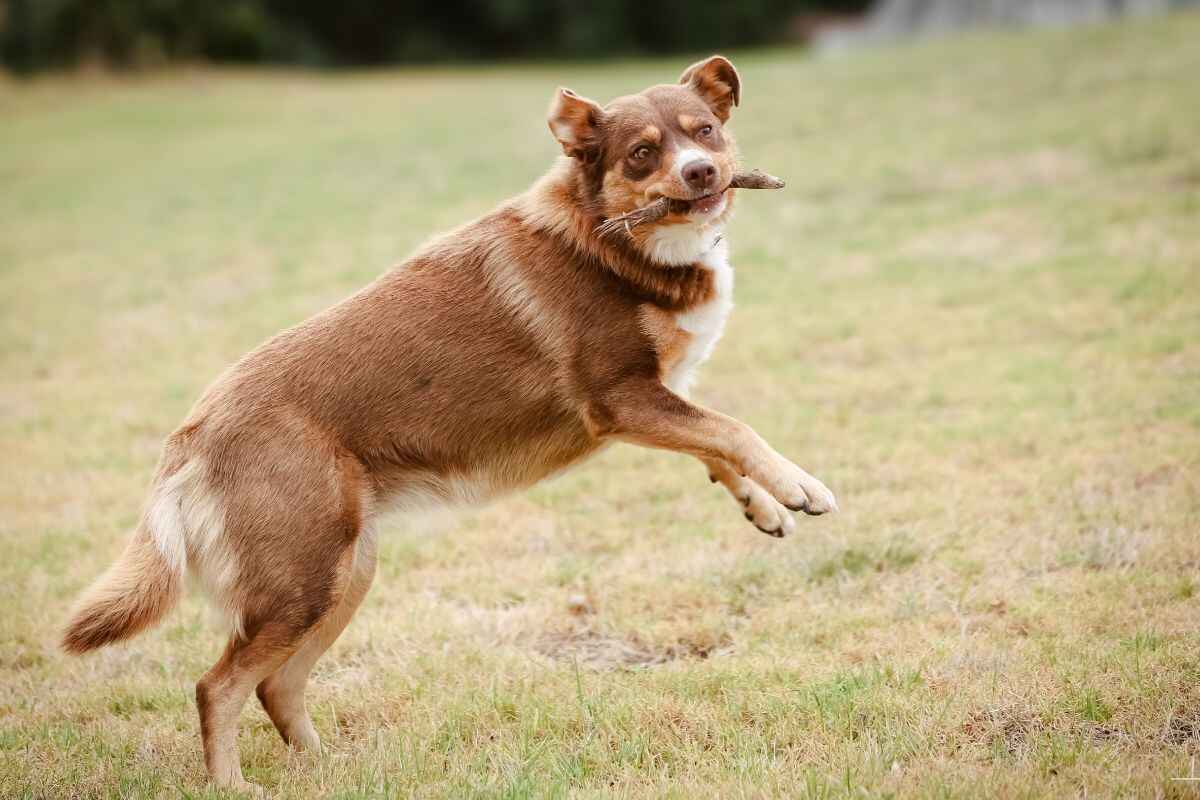 Australian Kelpie