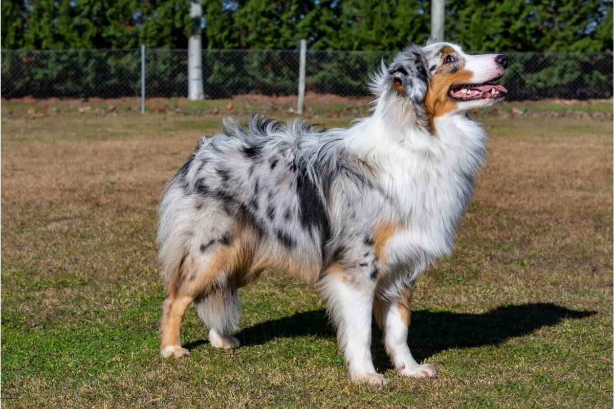 Australian Shepherd