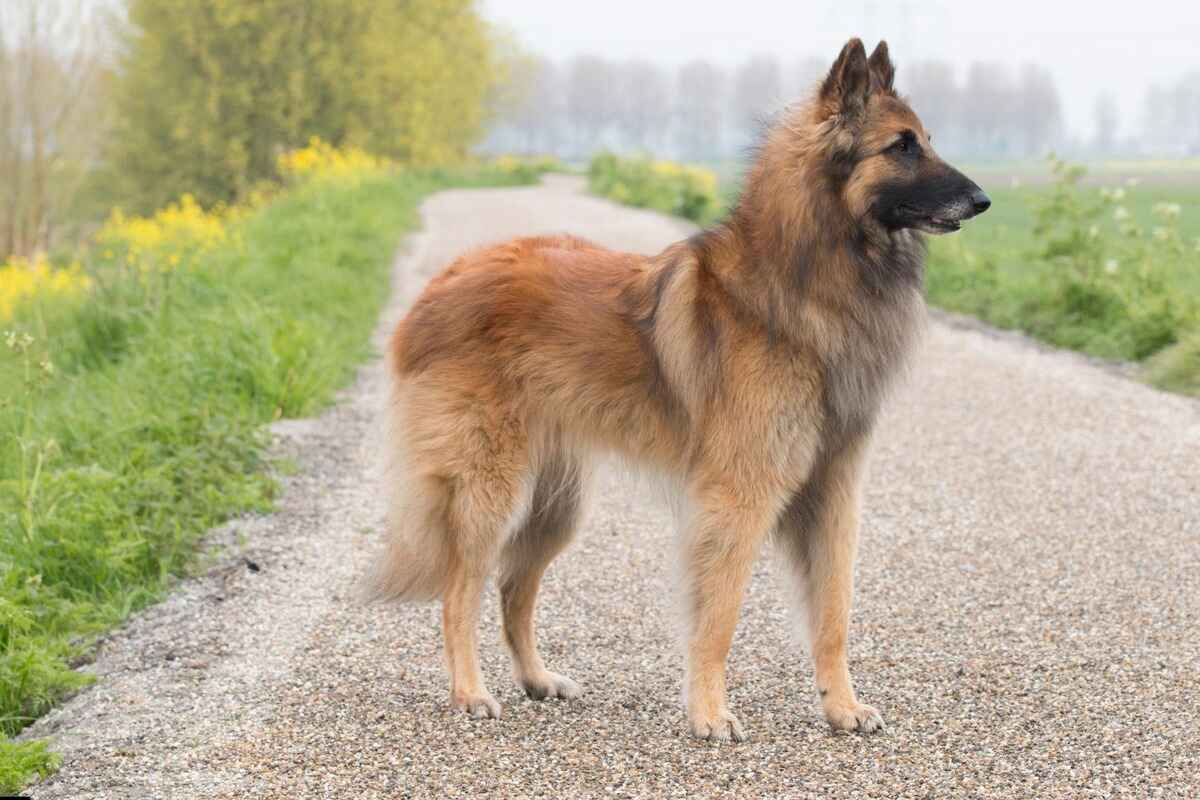 Belgisk fårehund Tervuren 