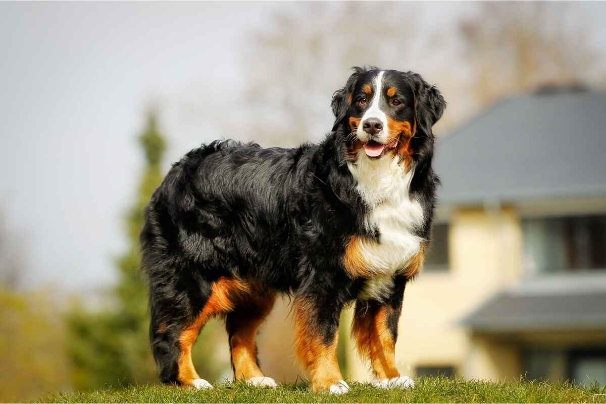 Berner sennen hund