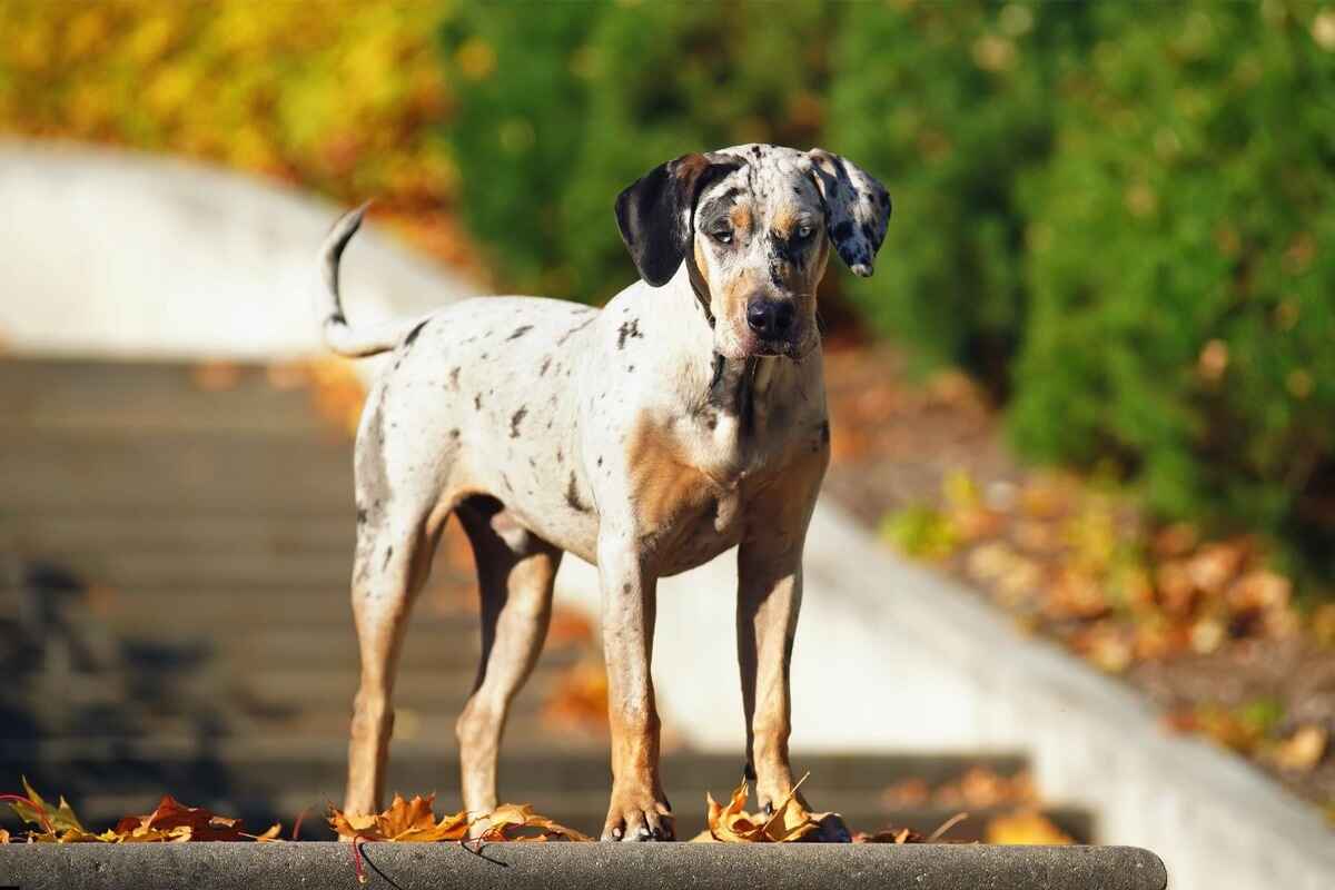 Catahoula Leopard Dog