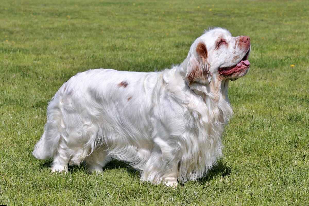 Clumber Spaniel 