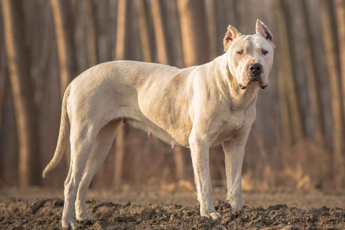 Dogo Argentino 