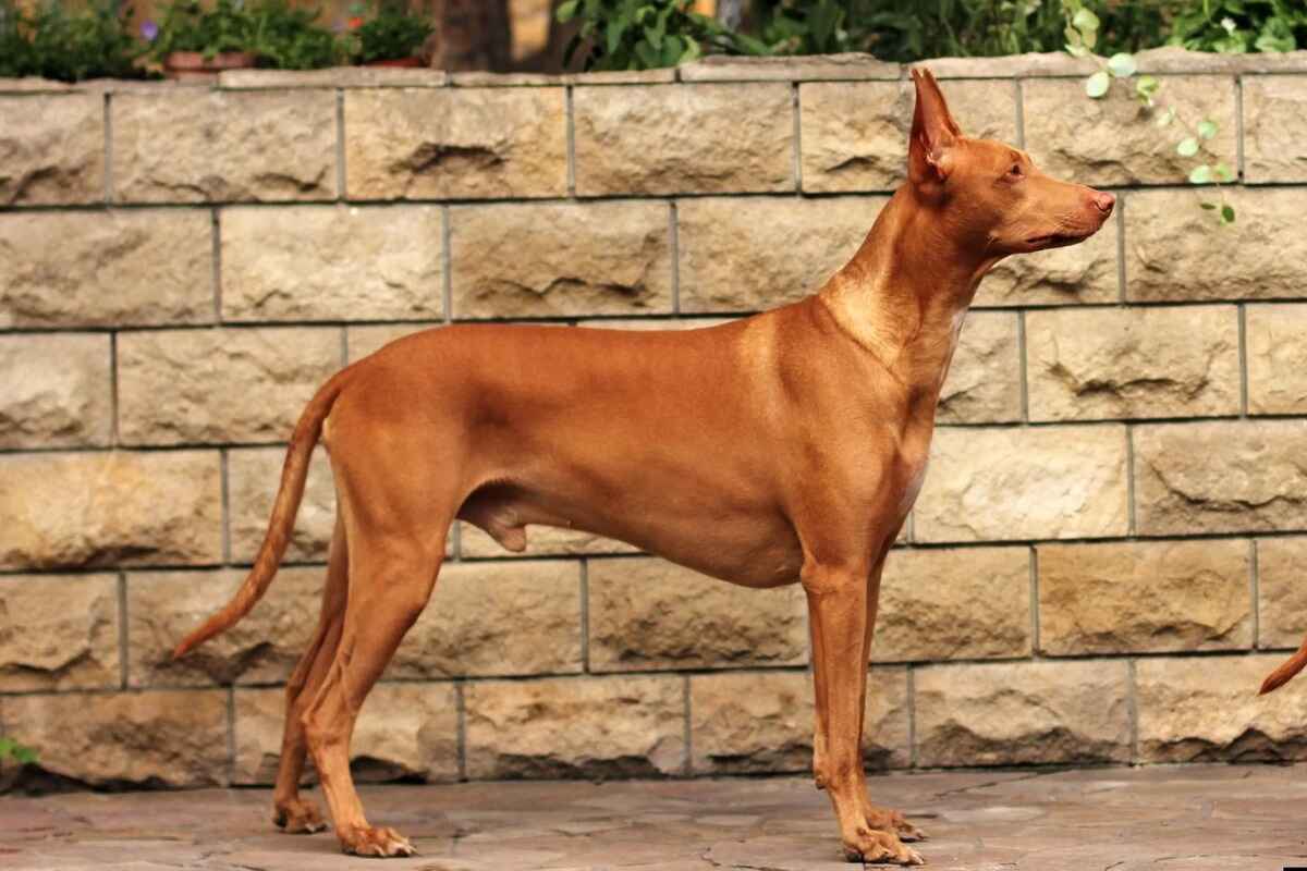 Faraohund