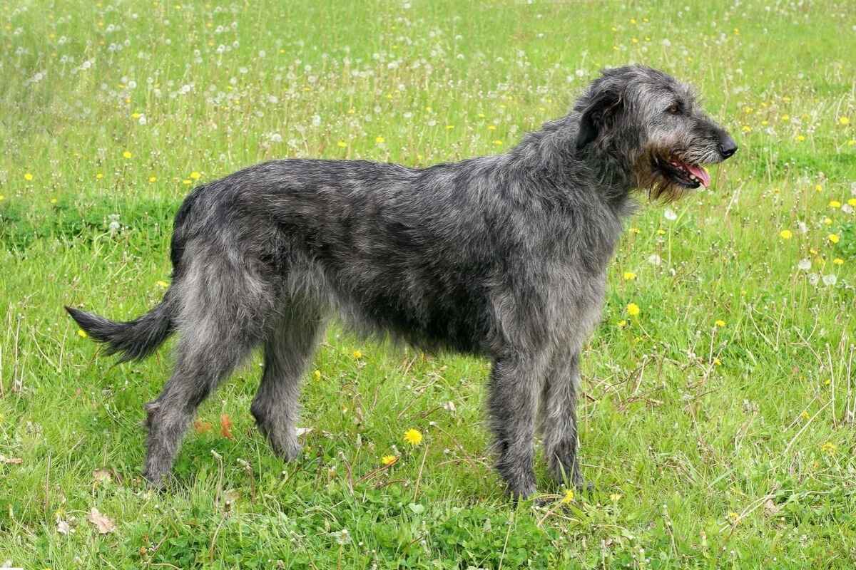Irsk ulvehund