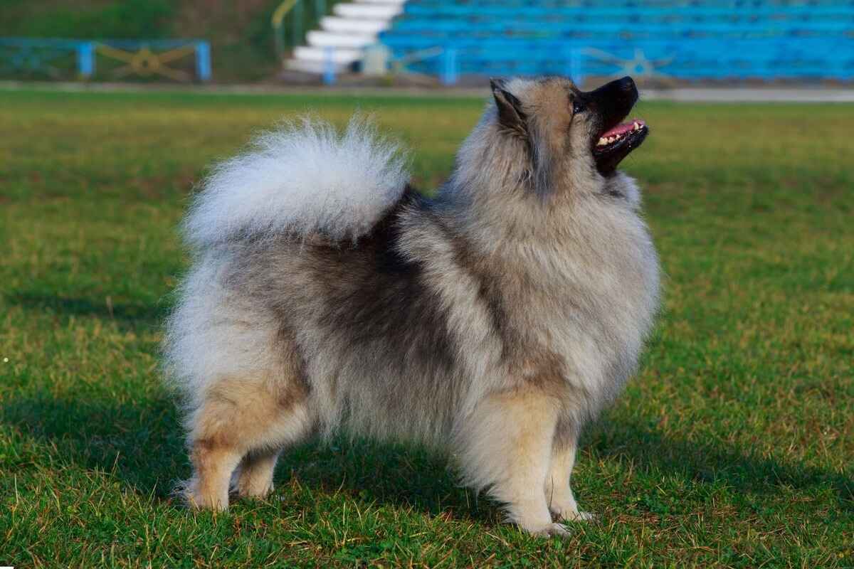 Keeshond