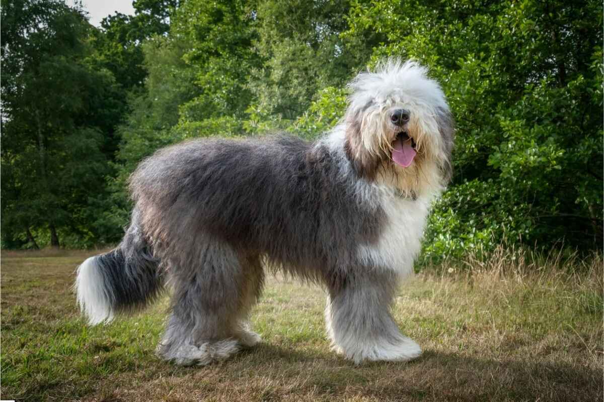 Old English Sheepdog