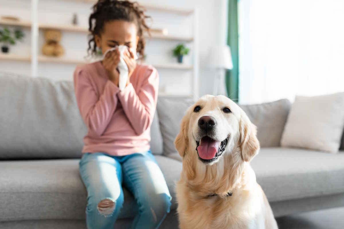 Hundeallergi, allergi mot hunder