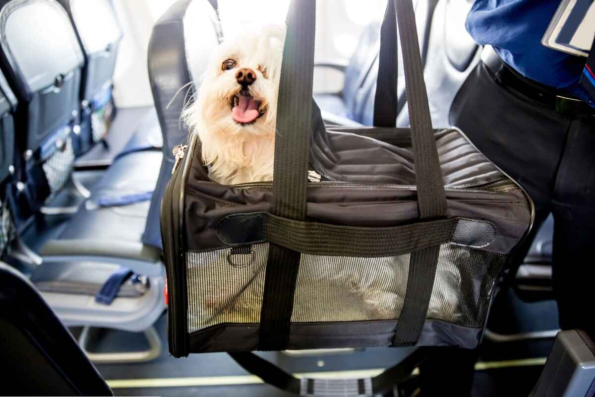 Fly med hund eller katt? Regler for transport