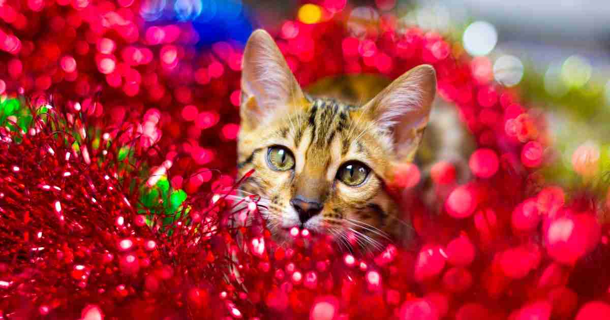 katt med julepynt - Det er ikke bare mennesker som synes det er hyggelig med julegaver. Katter liker også å bli satt pris på. Her er våre beste julegavetips til snille katter!
