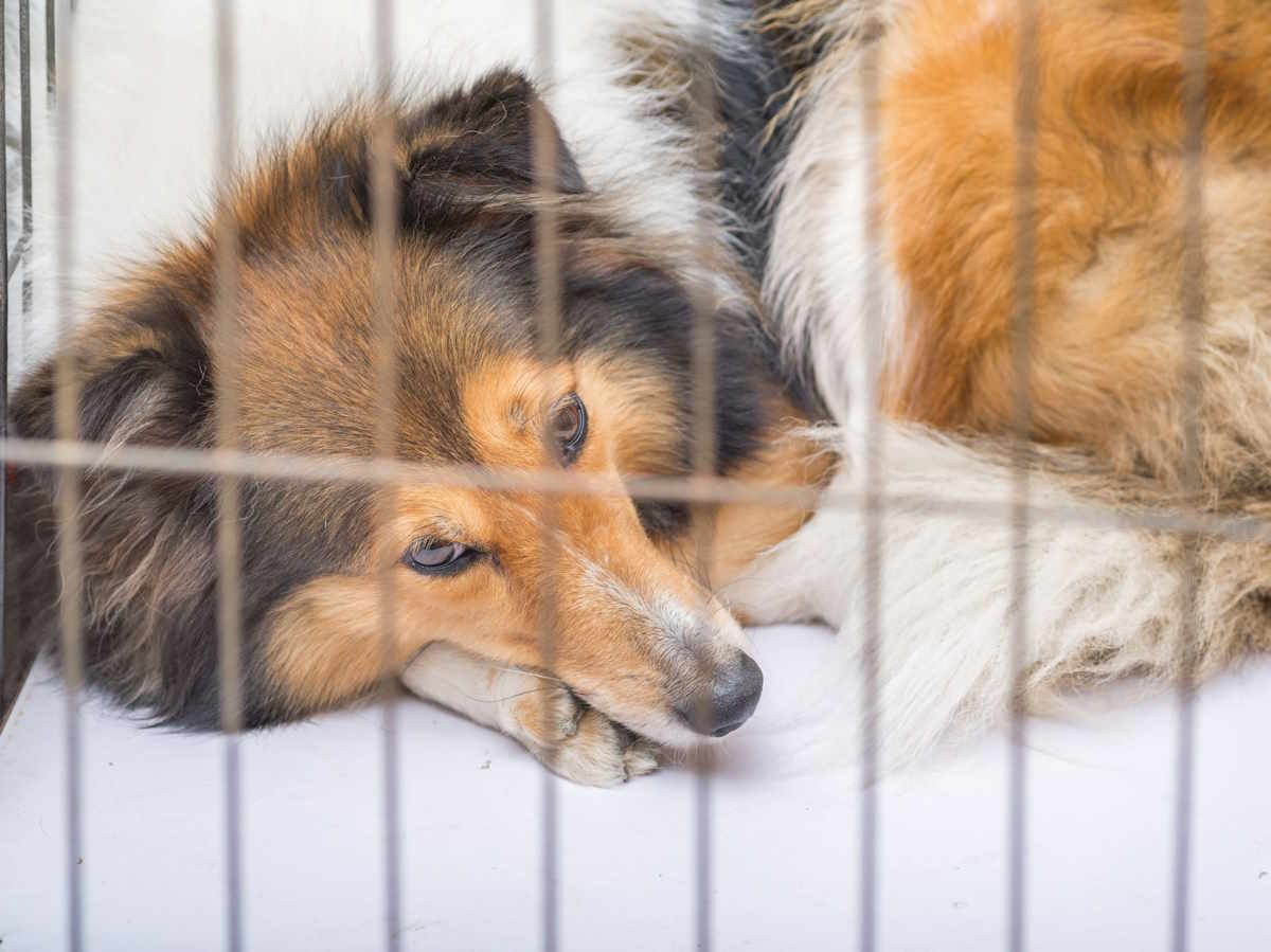 Dyrevelferdsloven om hund i bur