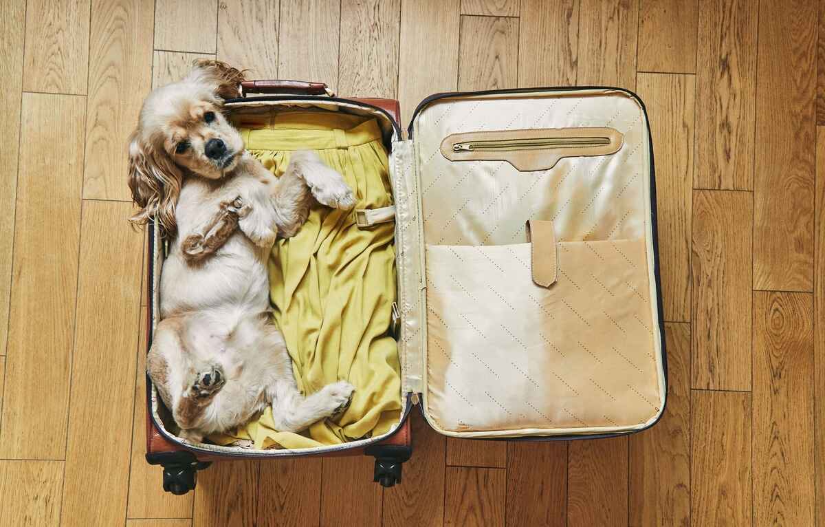Hundeseng til reise, hva fungerer best?