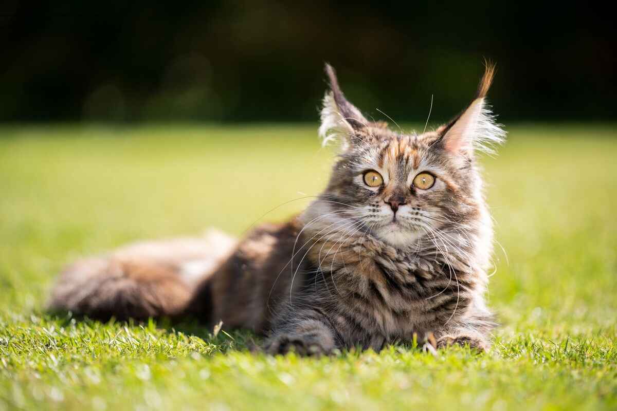 Hva gjør katterasen Maine Coon så populær?