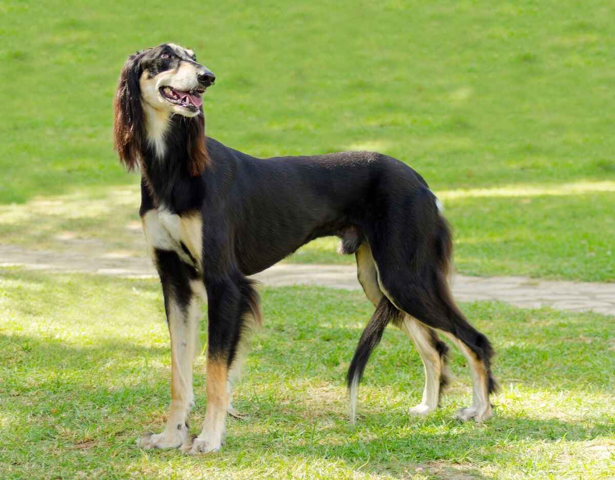 Saluki